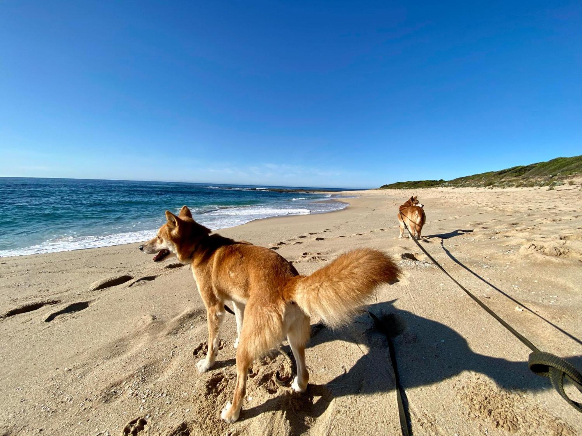 Great Ocean Road Wellness And Nature Stay Apollo Bay Εξωτερικό φωτογραφία